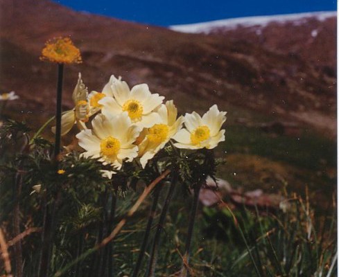 Anemoni