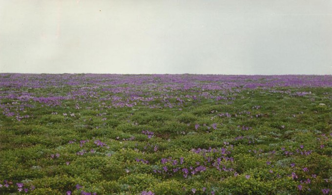 Viole al Razil
