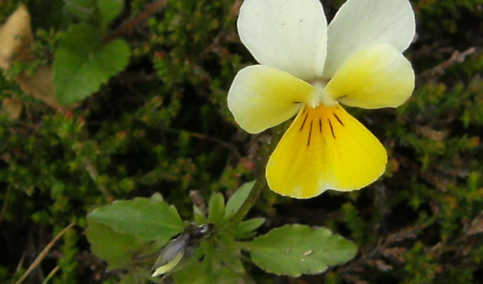 viola gialla
